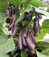 Afbeeldingsresultaat voor slim jim eggplant