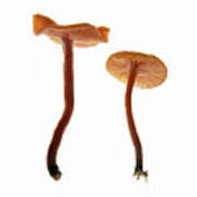 Attēlu rezultāti vaicājumam “Gymnopilus sapineus”