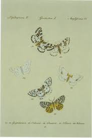 Attēlu rezultāti vaicājumam “Cribraria intricata young”