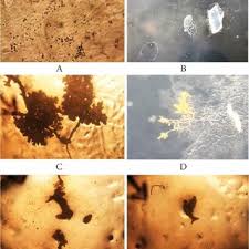 Attēlu rezultāti vaicājumam “Arcyria denudata stalked”