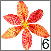 Image result for Gaillardia amblyodon