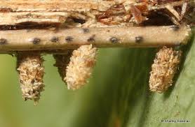 Attēlu rezultāti vaicājumam “Psyche casta larva”