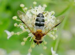 Attēlu rezultāti vaicājumam “Leucozona glaucia”