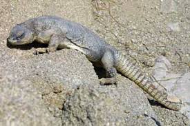 Image result for Reptilian egypt