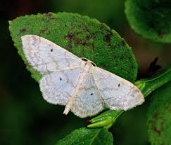 Attēlu rezultāti vaicājumam “Idaea biselata”