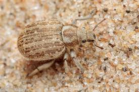 Attēlu rezultāti vaicājumam “Philopedon plagiatum”