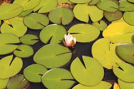 Attēlu rezultāti vaicājumam “Nymphaea candida flower”