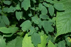 Attēlu rezultāti vaicājumam “Thalictrum lucidum leaf”
