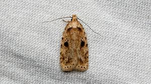 Attēlu rezultāti vaicājumam “Agonopterix aranella”