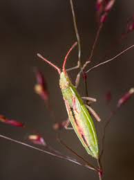 Attēlu rezultāti vaicājumam “Myrmus miriformis”
