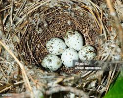 Attēlu rezultāti vaicājumam “Sylvia borin nest”