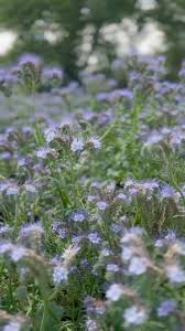 Attēlu rezultāti vaicājumam “Phacelia tanacetifolia”