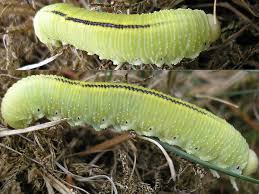 Attēlu rezultāti vaicājumam “Cimbex femoratus imago”