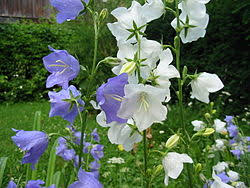 Image result for Campanula formanekiana