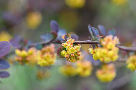 Attēlu rezultāti vaicājumam “Berberis thunbergii flower”