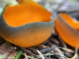 Attēlu rezultāti vaicājumam “Caloscypha fulgens”