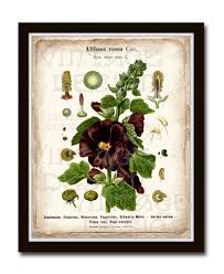 Image result for Alcea (althaea) rosea