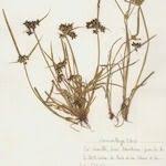 Attēlu rezultāti vaicājumam “Cyperus fuscus fruit”