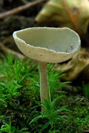 Attēlu rezultāti vaicājumam “Helvella macropus”