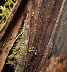 Attēlu rezultāti vaicājumam “Hemitrichia lutescens macro”