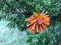 Attēlu rezultāti vaicājumam “Gymnosporangium sp.”