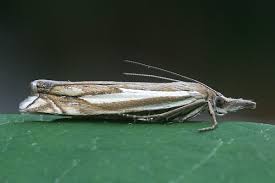 Attēlu rezultāti vaicājumam “Crambus pratella”