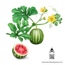 Attēlu rezultāti vaicājumam “Citrullus lanatus”