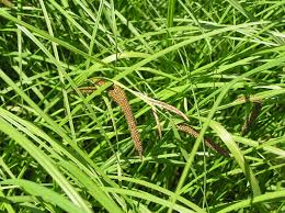 Attēlu rezultāti vaicājumam “Carex riparia”