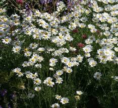 Image result for Chrysanthemum ptarmiciflorum
