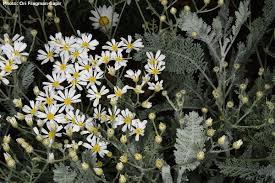 Image result for Chrysanthemum ptarmiciflorum
