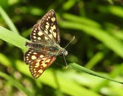 Attēlu rezultāti vaicājumam “Carterocephalus palaemon upperside”