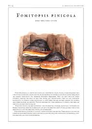 Attēlu rezultāti vaicājumam “Fomitopsis pinicola”