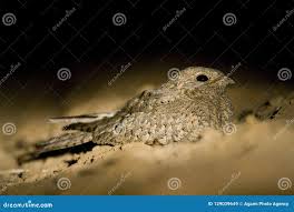 Image result for Caprimulgus aegyptius