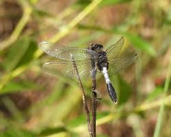 Attēlu rezultāti vaicājumam “Griselda ustomaculana”