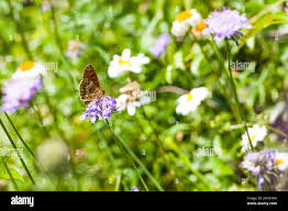 Attēlu rezultāti vaicājumam “Melitaea diamina underside”