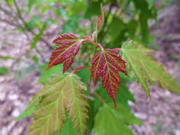 Attēlu rezultāti vaicājumam “Acer tataricum subsp. ginnala bud”