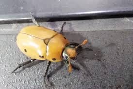 Attēlu rezultāti vaicājumam “Glischrochilus quadripunctatus”