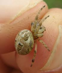 Attēlu rezultāti vaicājumam “Larinioides cornutus female”