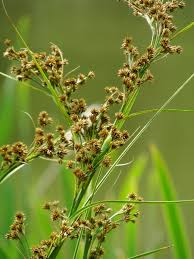 Attēlu rezultāti vaicājumam “Cladium mariscus”