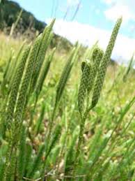 Attēlu rezultāti vaicājumam “Lycopodium dubium”