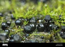 Attēlu rezultāti vaicājumam “Lamproderma arcyrioides stalked”