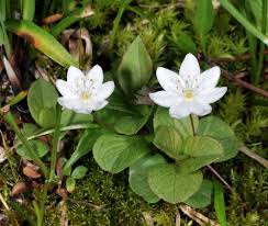 Attēlu rezultāti vaicājumam “Trientalis europaea leaf”