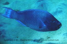 Image result for Scarus trispinosus