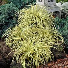 Attēlu rezultāti vaicājumam “Carex ornithopoda leaf”