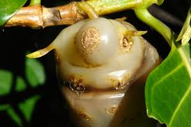 Attēlu rezultāti vaicājumam “Odontites vulgaris fruit”