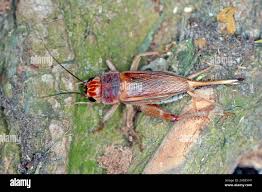 Attēlu rezultāti vaicājumam “Gryllus domesticus”