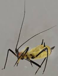 Attēlu rezultāti vaicājumam “Macrosiphoniella absinthii”