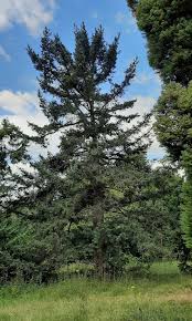 Attēlu rezultāti vaicājumam “Picea”