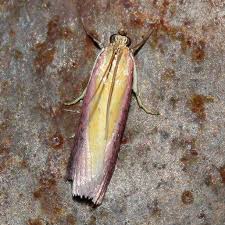 Attēlu rezultāti vaicājumam “Oncocera semirubella”