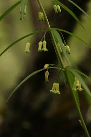 Attēlu rezultāti vaicājumam “Polygonatum verticillatum bud”